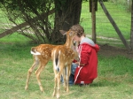 Guest with fawns